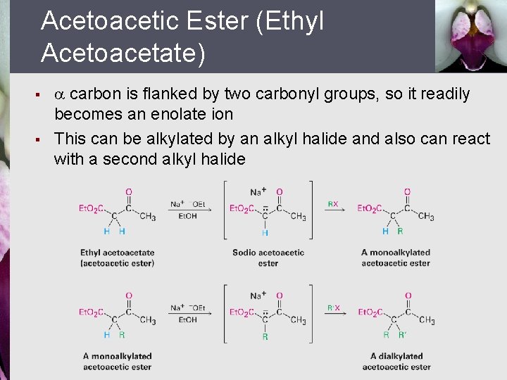 Acetoacetic Ester (Ethyl Acetoacetate) § § carbon is flanked by two carbonyl groups, so