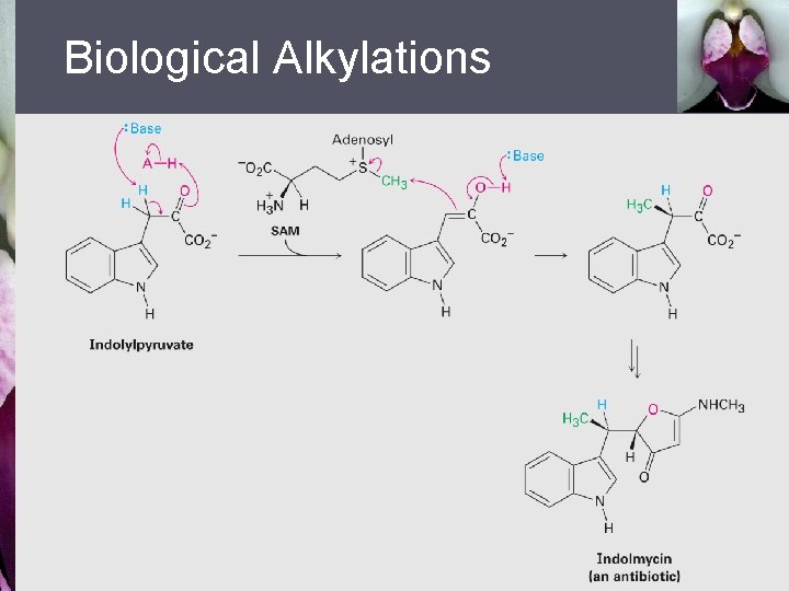 Biological Alkylations 