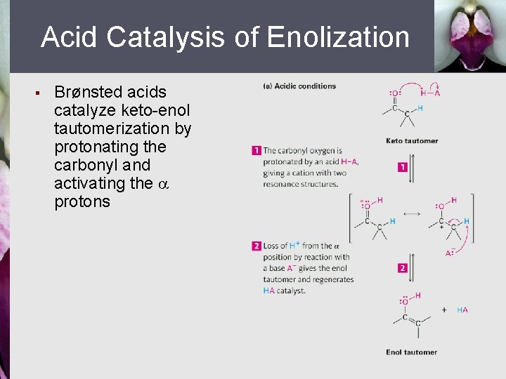 Acid Catalysis of Enolization § Brønsted acids catalyze keto-enol tautomerization by protonating the carbonyl