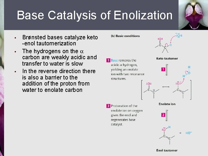Base Catalysis of Enolization § § § Brønsted bases catalyze keto -enol tautomerization The