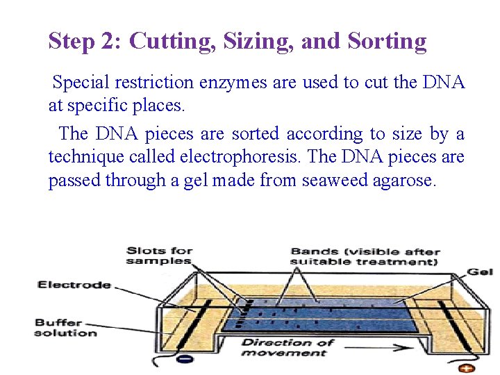 Step 2: Cutting, Sizing, and Sorting Special restriction enzymes are used to cut the