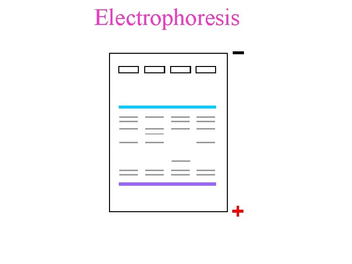 Electrophoresis 