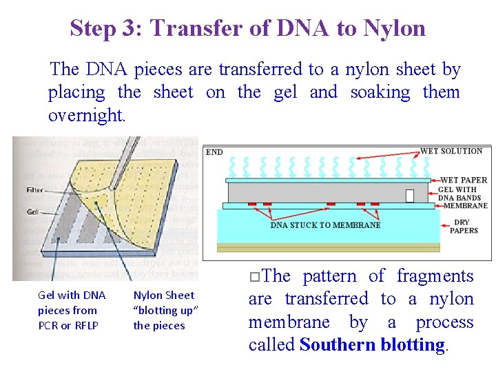 Step 3: Transfer of DNA to Nylon The DNA pieces are transferred to a