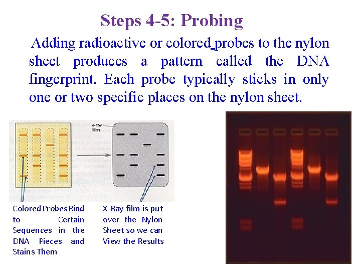 Steps 4 -5: Probing Adding radioactive or colored probes to the nylon sheet produces