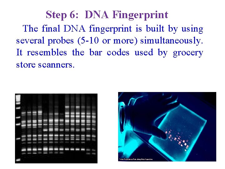 Step 6: DNA Fingerprint The final DNA fingerprint is built by using several probes