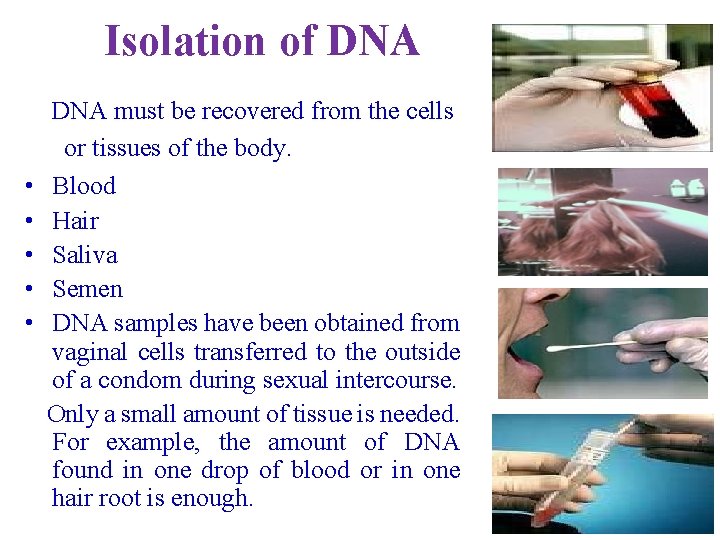 Isolation of DNA • • • DNA must be recovered from the cells or