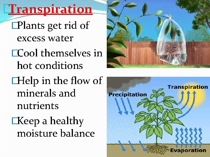 �Transpiration �Plants get rid of excess water �Cool themselves in hot conditions �Help in