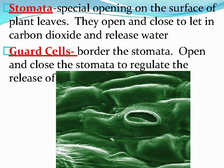 �Stomata-special opening on the surface of plant leaves. They open and close to let