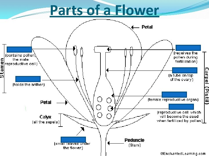 Parts of a Flower 
