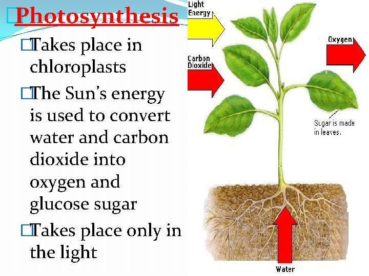 �Photosynthesis �Takes place in chloroplasts �The Sun’s energy is used to convert water and