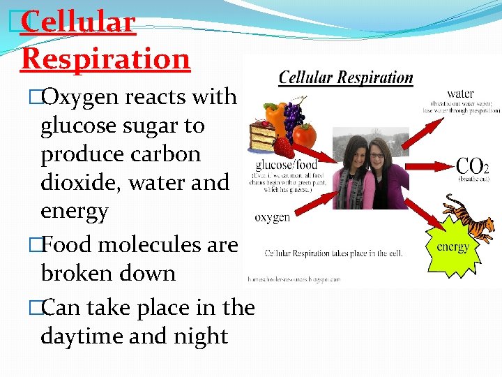 �Cellular Respiration �Oxygen reacts with glucose sugar to produce carbon dioxide, water and energy
