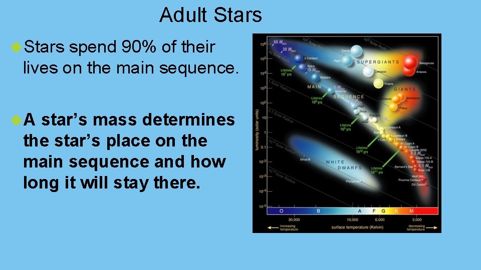 Adult Stars spend 90% of their lives on the main sequence. A star’s mass