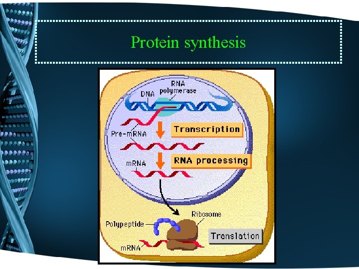 Protein synthesis 