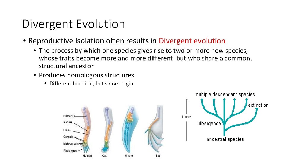 Divergent Evolution • Reproductive Isolation often results in Divergent evolution • The process by