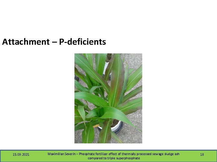 Attachment – P-deficients 15. 09. 2021 Maximilian Severin – Phosphate fertilizer effect of thermally