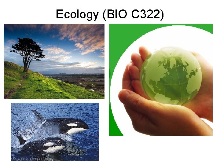 Ecology (BIO C 322) 