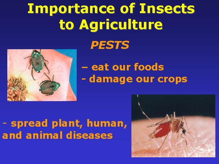Importance of Insects to Agriculture PESTS 4 – eat our foods - damage our