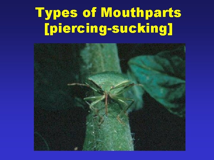 Types of Mouthparts [piercing-sucking] 24 