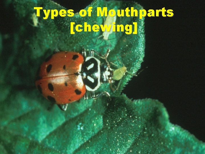 Types of Mouthparts [chewing] 