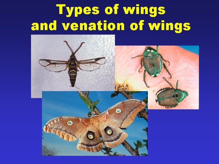 Types of wings and venation of wings 28 