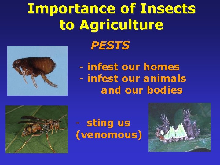 Importance of Insects to Agriculture PESTS 6 7 - infest our homes - infest