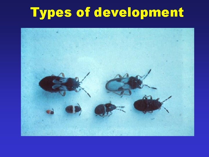 Types of development 