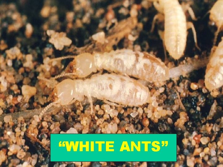 “WHITE ANTS” 