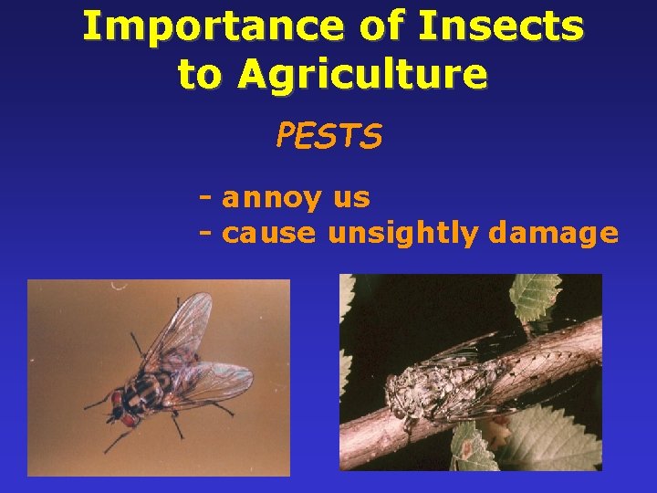Importance of Insects to Agriculture PESTS - annoy us - cause unsightly damage 9