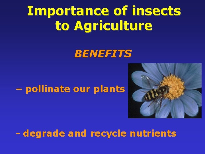 Importance of insects to Agriculture BENEFITS 11 – pollinate our plants - degrade and