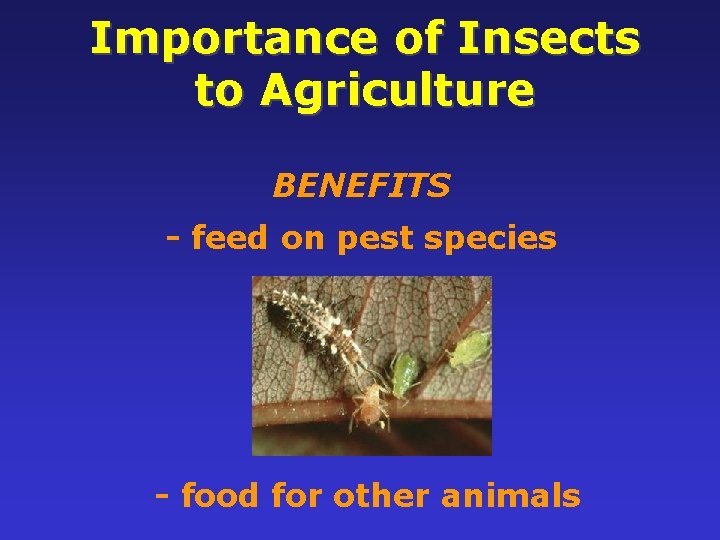 Importance of Insects to Agriculture BENEFITS - feed on pest species 12 - food