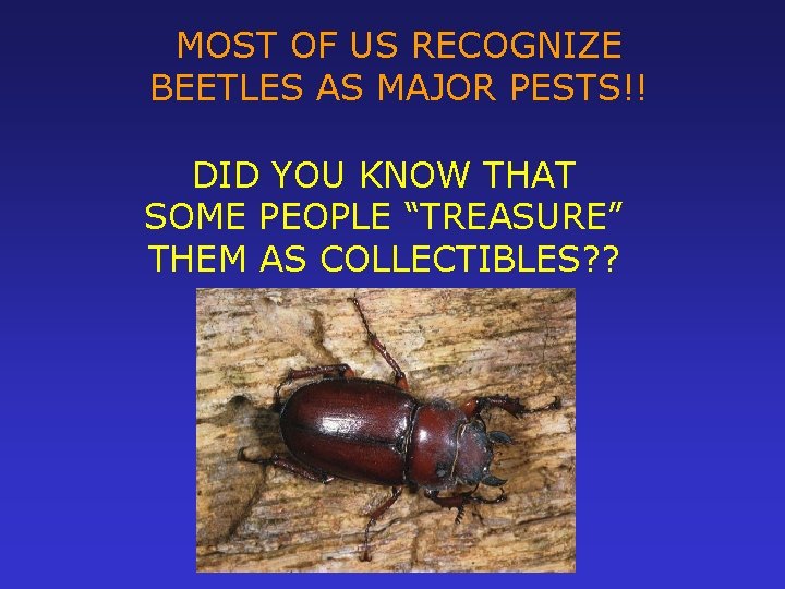 MOST OF US RECOGNIZE BEETLES AS MAJOR PESTS!! DID YOU KNOW THAT SOME PEOPLE