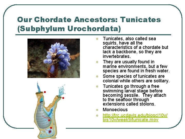 Our Chordate Ancestors: Tunicates (Subphylum Urochordata) l l l Tunicates, also called sea squirts,