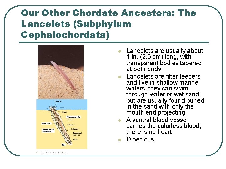 Our Other Chordate Ancestors: The Lancelets (Subphylum Cephalochordata) l l Lancelets are usually about