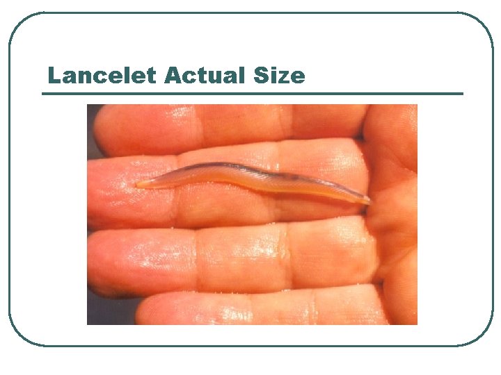 Lancelet Actual Size 