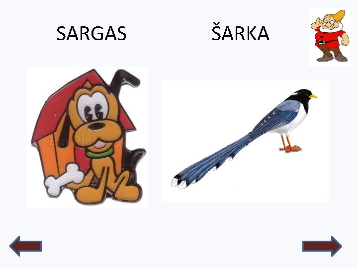 SARGAS ŠARKA 