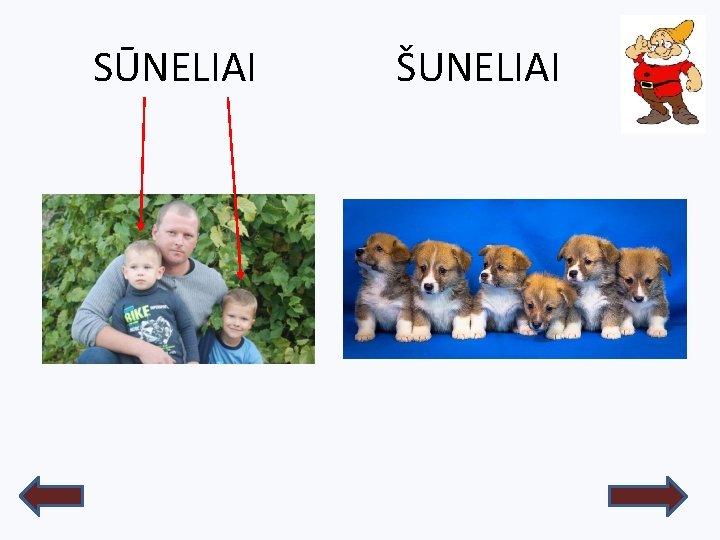 SŪNELIAI ŠUNELIAI 