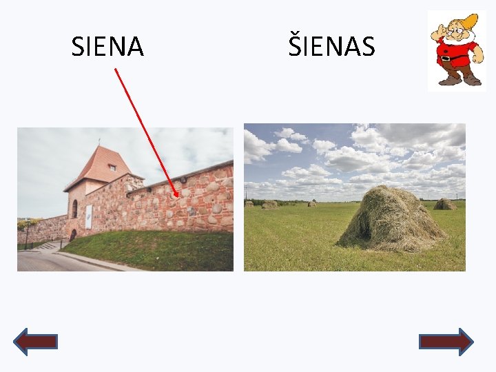 SIENA ŠIENAS 