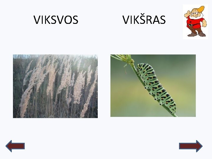 VIKSVOS VIKŠRAS 