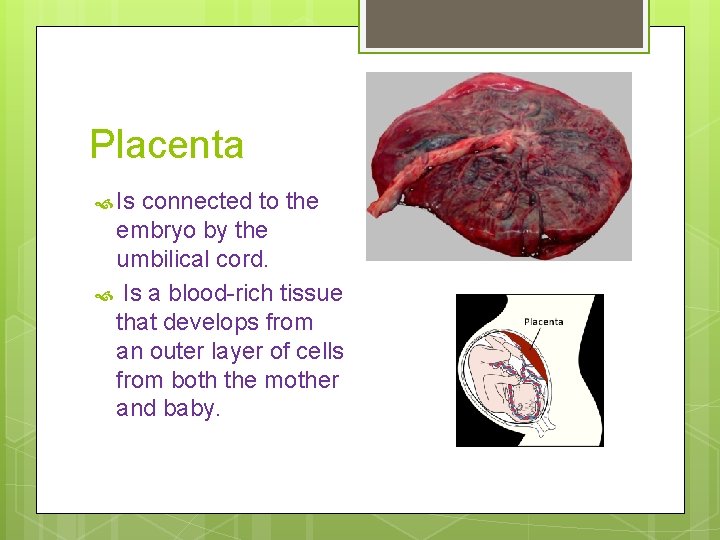 Placenta Is connected to the embryo by the umbilical cord. Is a blood-rich tissue