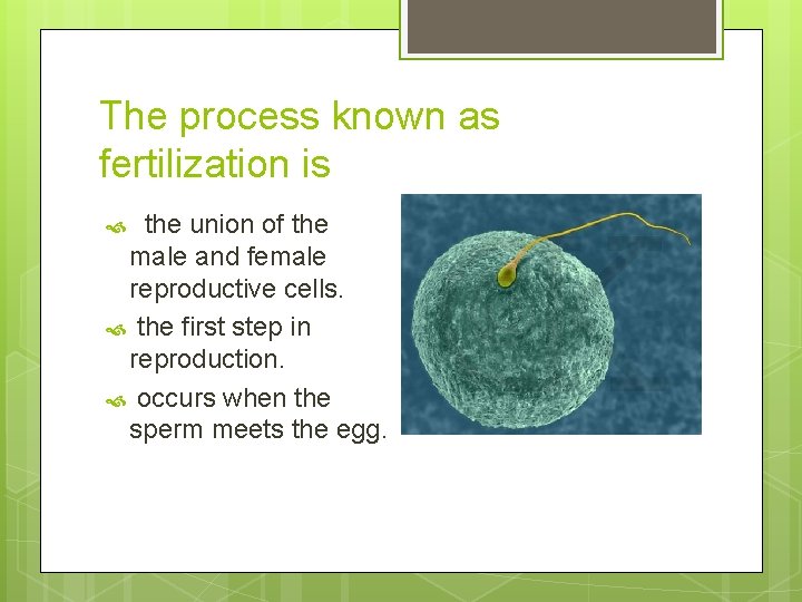 The process known as fertilization is the union of the male and female reproductive