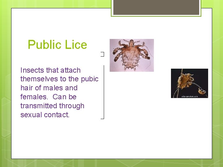 Public Lice Insects that attach themselves to the pubic hair of males and females.