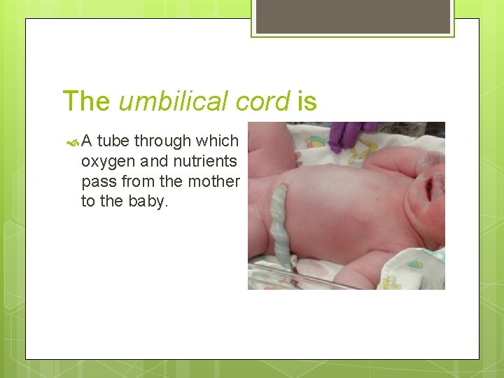 The umbilical cord is A tube through which oxygen and nutrients pass from the