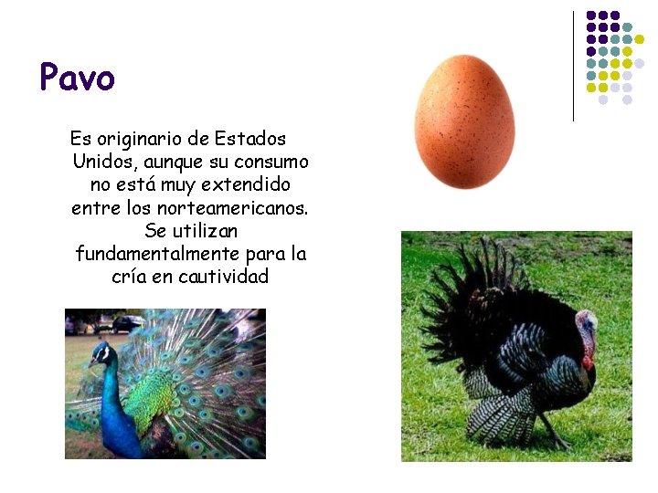 Pavo Es originario de Estados Unidos, aunque su consumo no está muy extendido entre