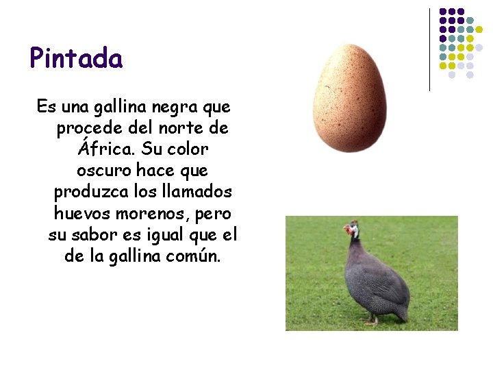 Pintada Es una gallina negra que procede del norte de África. Su color oscuro