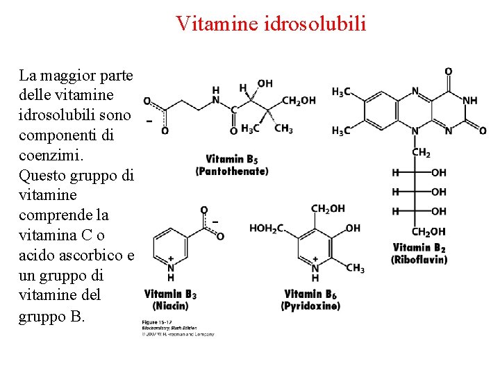 Vitamine idrosolubili La maggior parte delle vitamine idrosolubili sono componenti di coenzimi. Questo gruppo