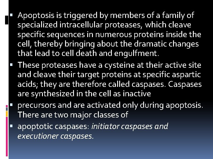  Apoptosis is triggered by members of a family of specialized intracellular proteases, which