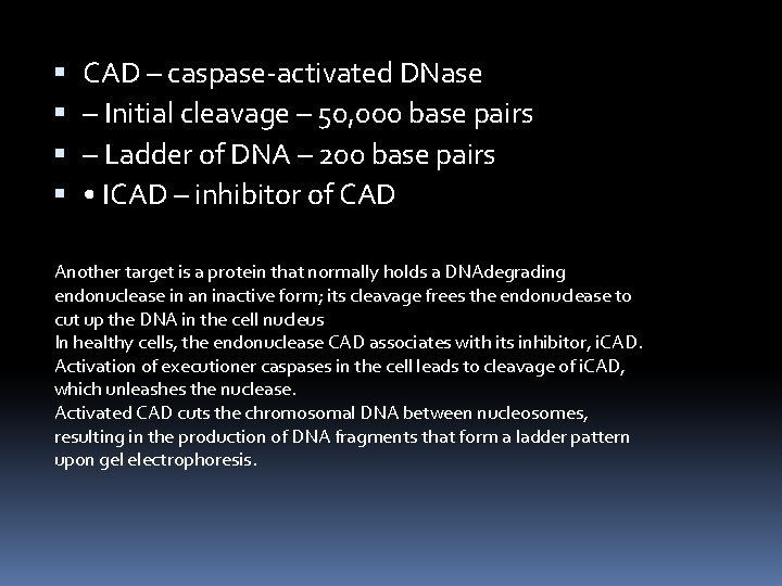  CAD – caspase-activated DNase – Initial cleavage – 50, 000 base pairs –