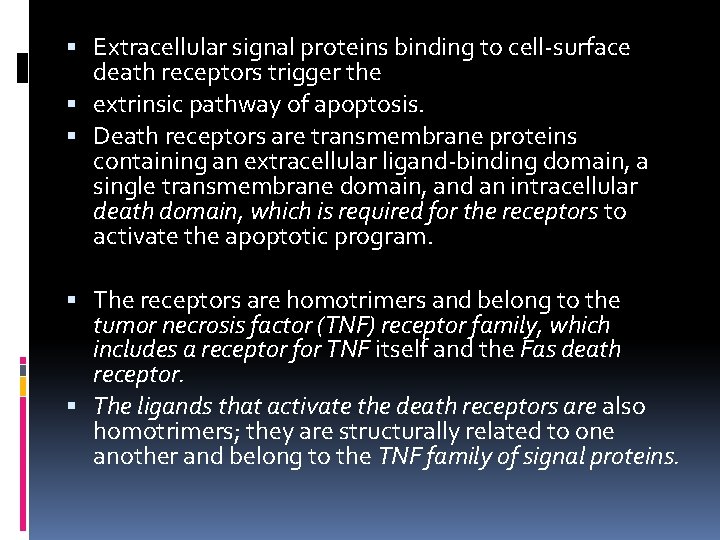  Extracellular signal proteins binding to cell-surface death receptors trigger the extrinsic pathway of