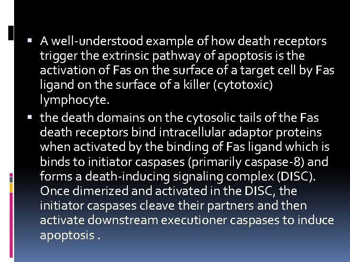  A well-understood example of how death receptors trigger the extrinsic pathway of apoptosis