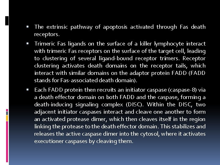  The extrinsic pathway of apoptosis activated through Fas death receptors. Trimeric Fas ligands